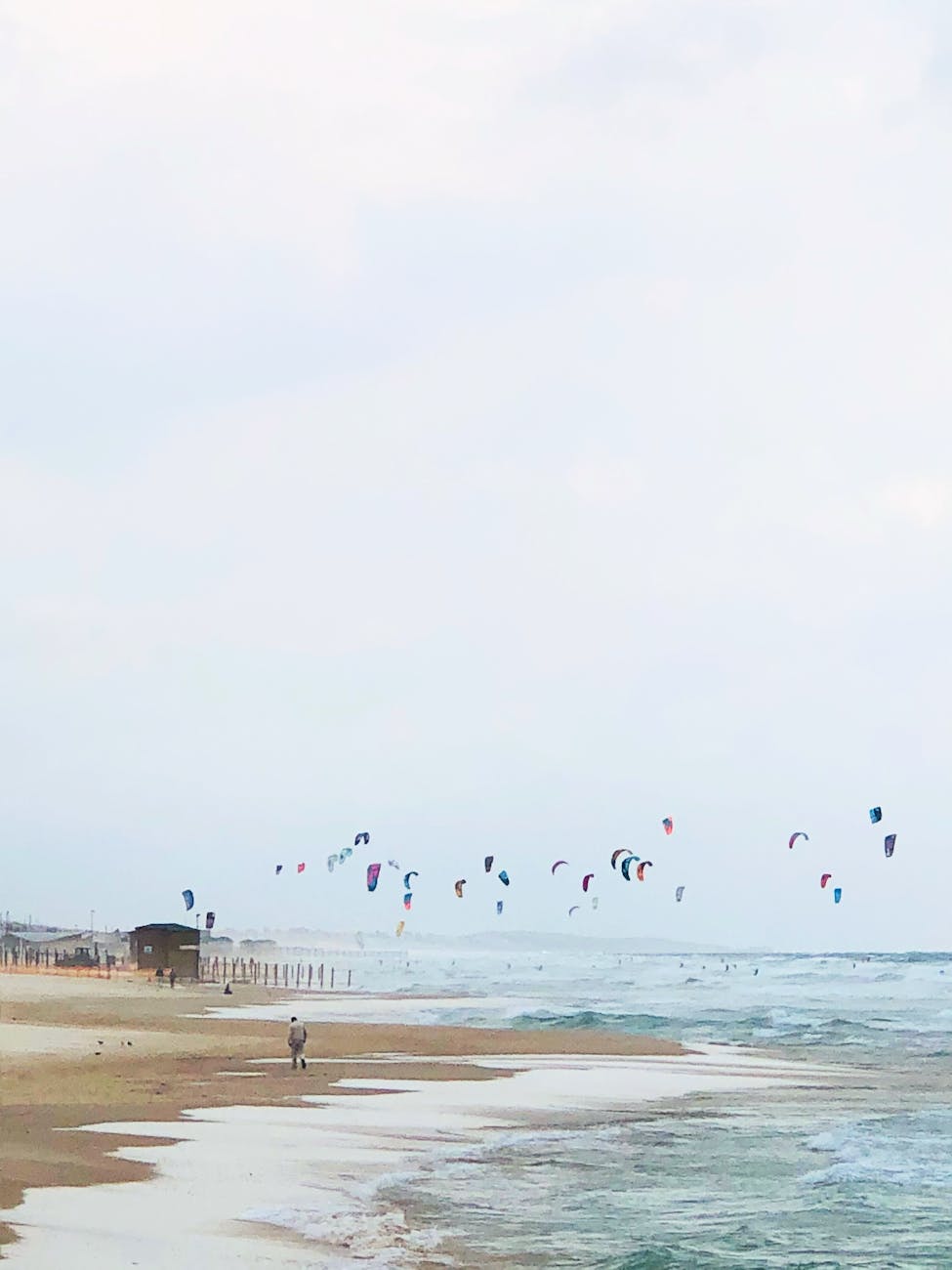 flock of birds on a sunny beach